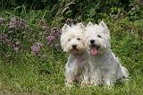 WESTIE 386